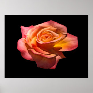 Granada Tea Rose Print