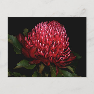 Grand Aussie Lady Postcard