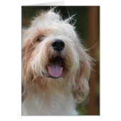 Grand Basset Dog (Front)