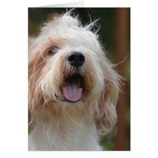 Grand Basset Dog (Front)