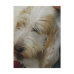 Grand Basset Dog Postcard