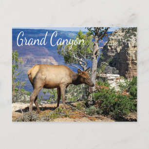 Grand Canyon National Park Arizona Postcard