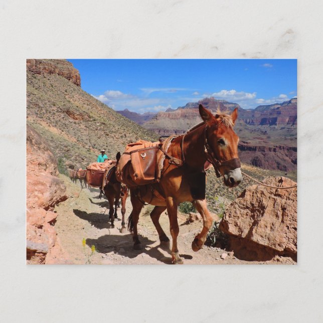 Grand Canyon Pack Mules on Trail Postcard (Front)