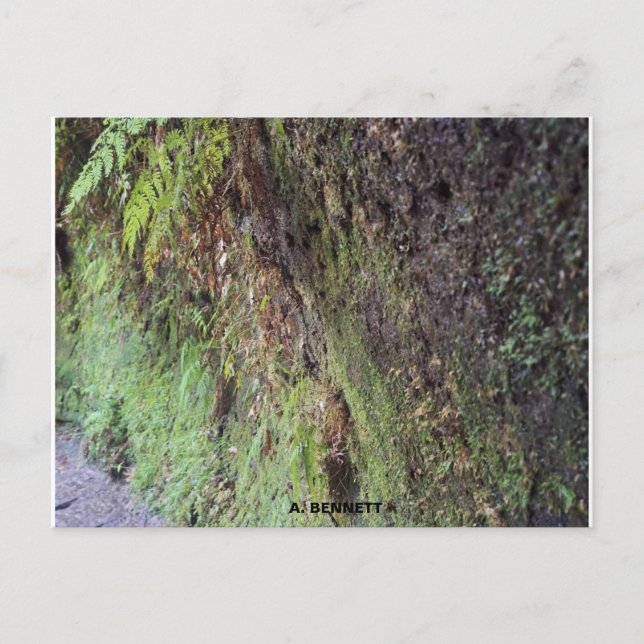 Grand Canyon Postcard (Front)