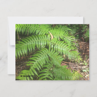 Grand Canyon Postcard