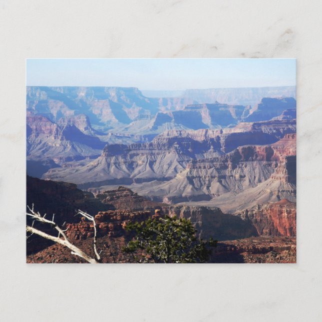 Grand Canyon - South Rim Postcard (Front)
