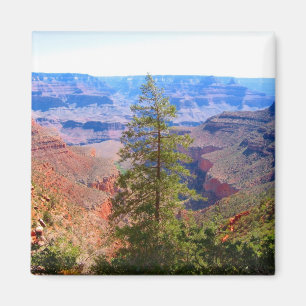 grand canyon tree magnet