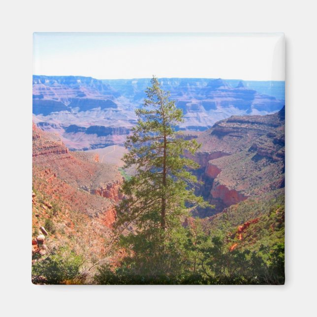 grand canyon tree magnet (Front)