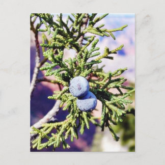 Grand Canyons Junipers Berry Berries Postcard