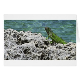 Grand Cayman Islands Green Iguana Cards
