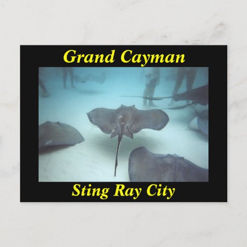 Grand Cayman sting ray city postcard