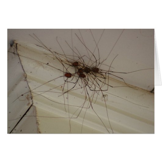 grand daddy long legs spider gifts cards (Front Horizontal)