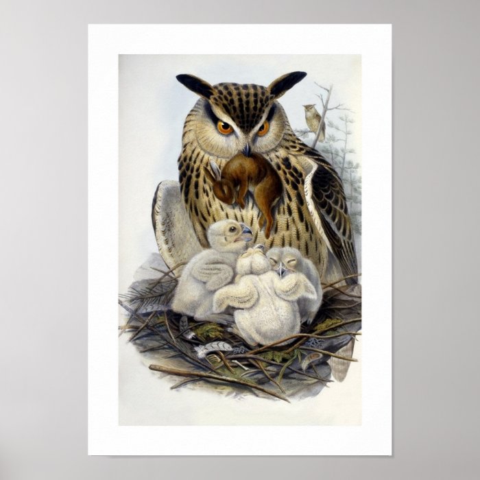 Grand duke of Europe   Eurasian Eagle Owl Posters