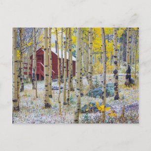 Grand Mesa Solitary cabin in a forest Postcard