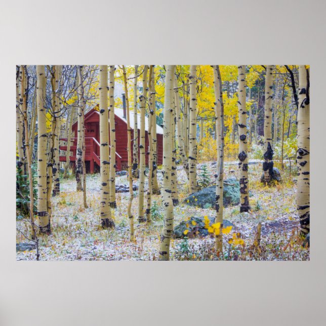 Grand Mesa Solitary cabin in a forest Poster (Front)