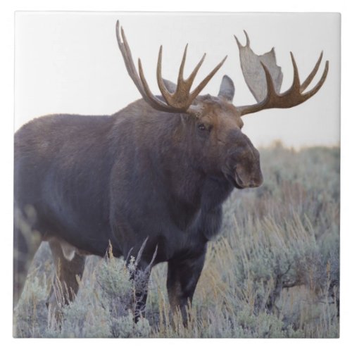 Grand Teton National Park Bull Moose Ceramic Tile