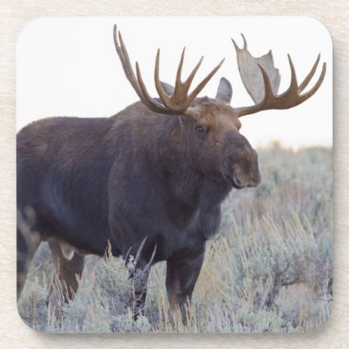 Grand Teton National Park Bull Moose Coaster