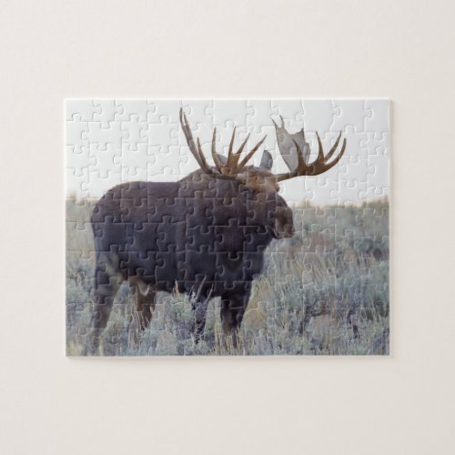 Grand Teton National Park Bull Moose Jigsaw Puzzle