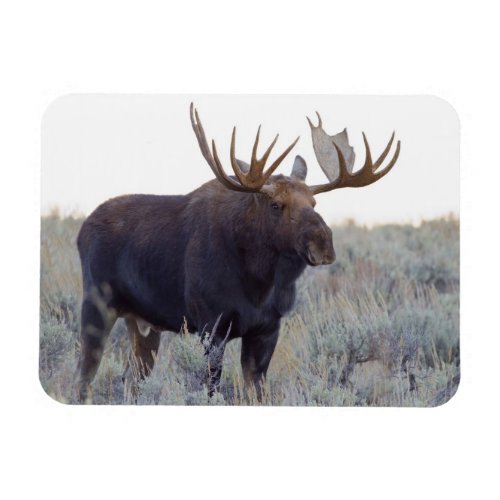 Grand Teton National Park Bull Moose Magnet