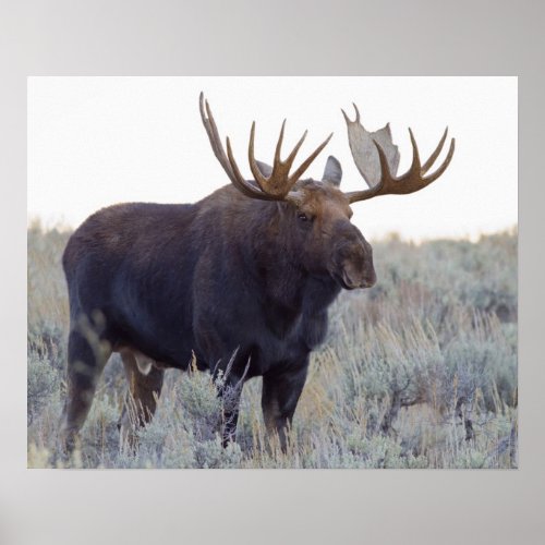 Grand Teton National Park Bull Moose Poster