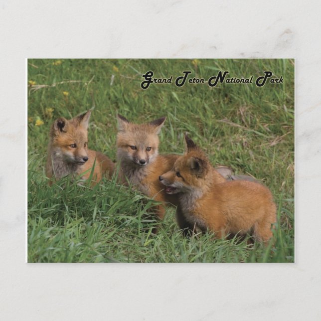 Grand Teton National Park Fox Kits Postcard (Front)