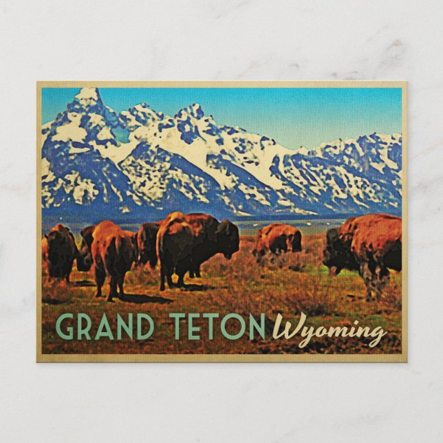 Grand Teton Wyoming Buffalo Postcard (Front)