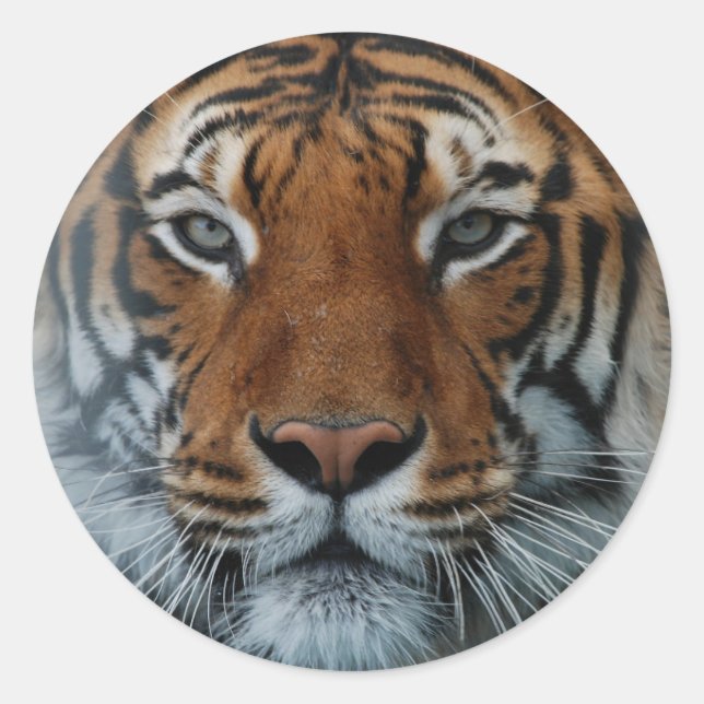Grand Tiger Sticker (Front)