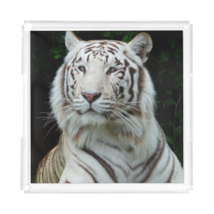 Grand White Tiger Acrylic Tray