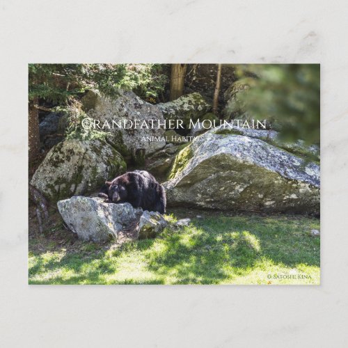 Grandfather Mountain Park Postcard