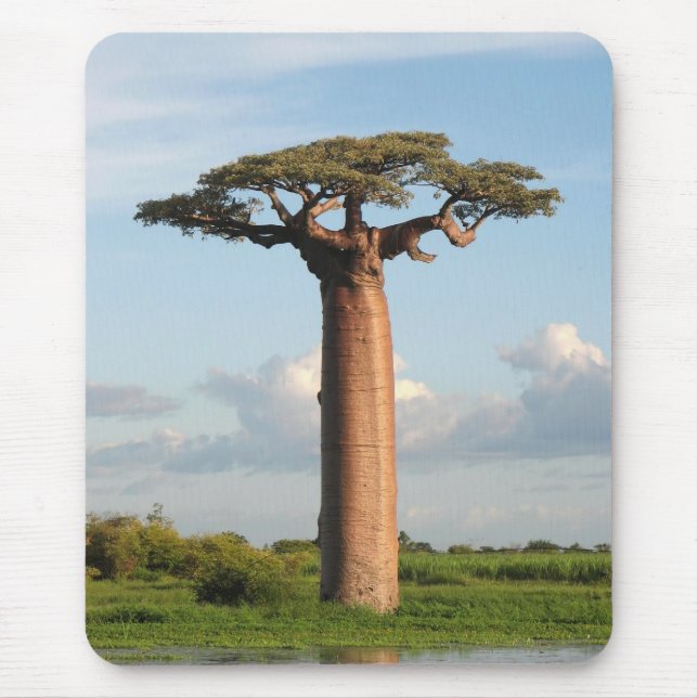 Grandidier's Baobab Madagascar Mouse Pad (Front)