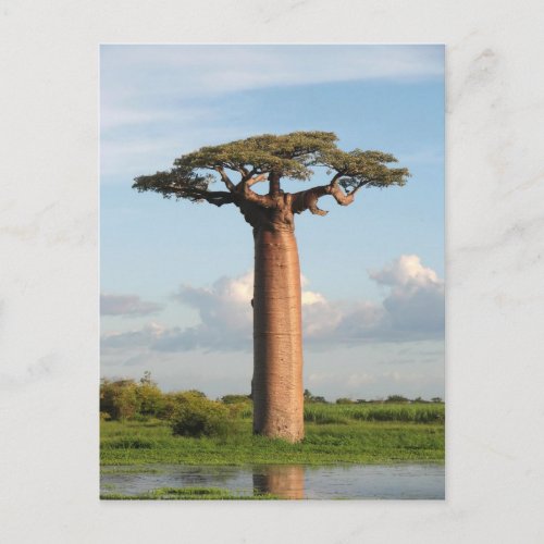 Grandidiers Baobab Madagascar Postcard