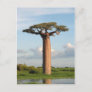 Grandidier's Baobab Madagascar Postcard