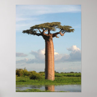 Grandidier's Baobab Madagascar Poster