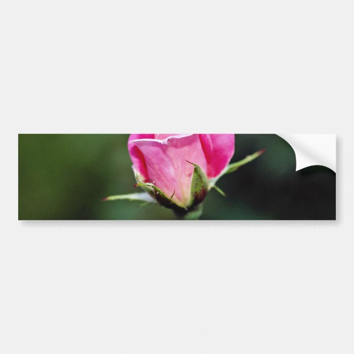Grandiflora Rose 'Pink Parfait'  flowers Bumper Stickers