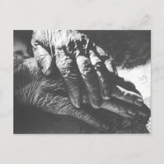 Grandma Hands Postcard