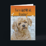 Grandma's Birthday Card<br><div class="desc">Cute expression on poodle