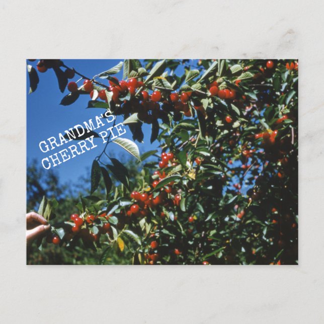 Grandma's Cherry Pie Recipe Postcard (Front)