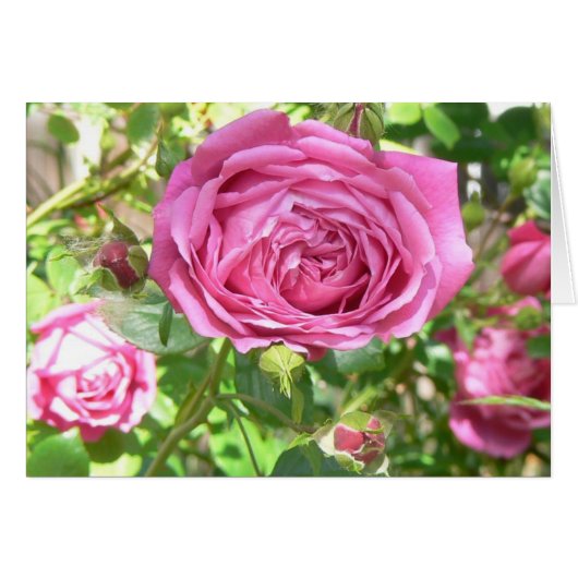 Grandma's Rose Cards (Front Horizontal)
