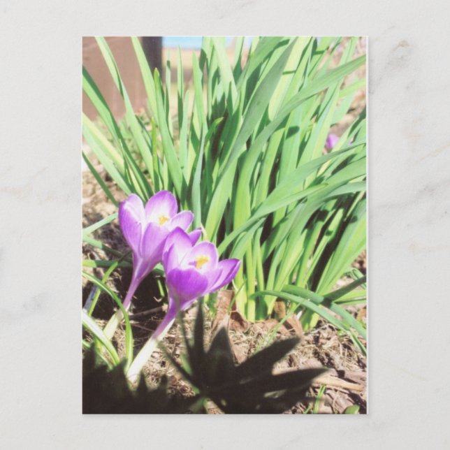 Grandma's Spring Garden Postcard (Front)