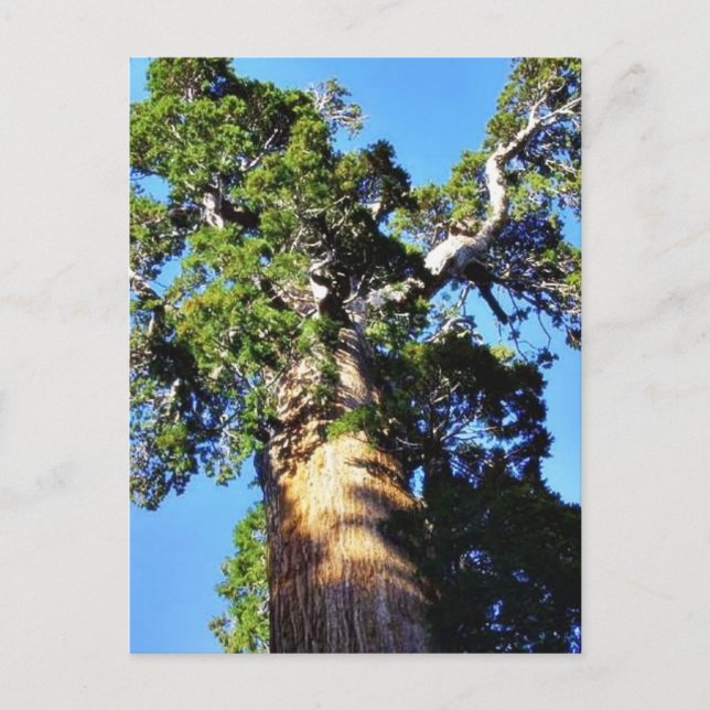 Grant Trees Sequoias Bark Branches Postcard (Front)