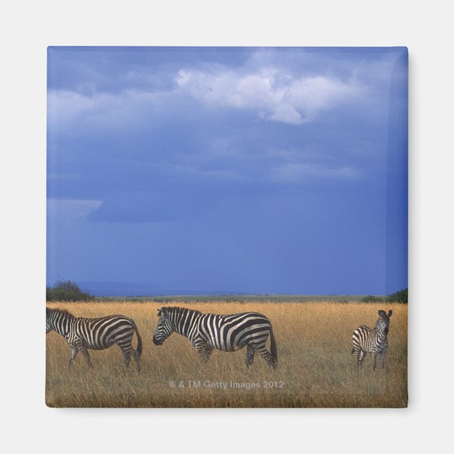 Grant Zebra 2 Magnet (Front)