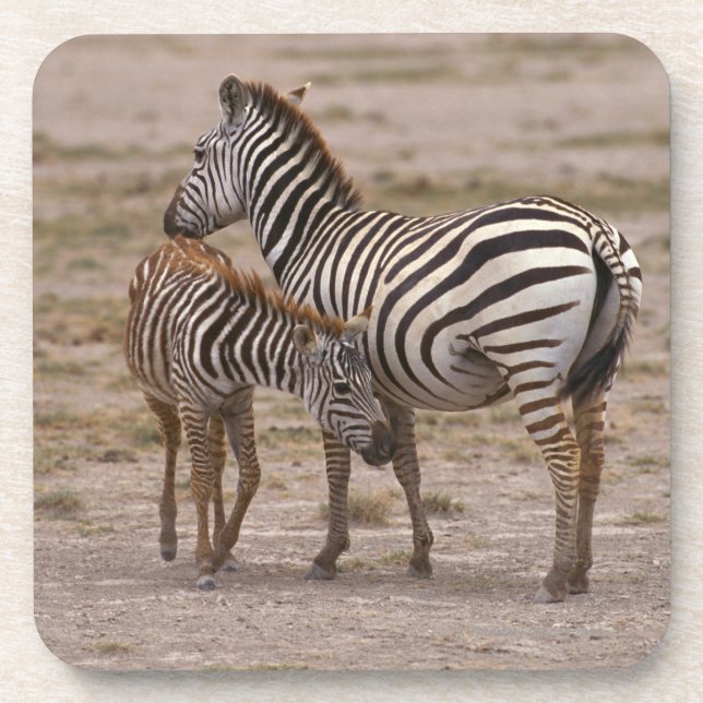 Grant Zebra 3 Beverage Coaster (Front)