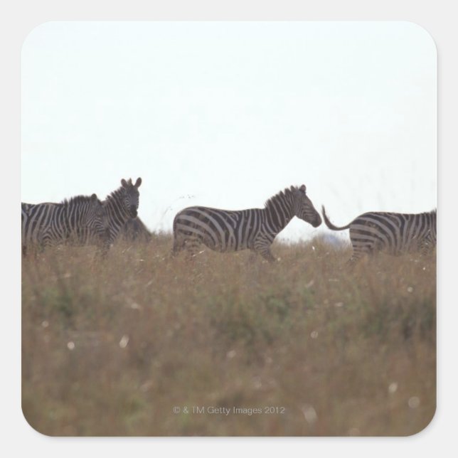 Grant Zebra 7 Square Sticker (Front)