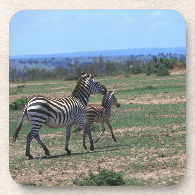 Grant Zebra Drink Coaster (Front)