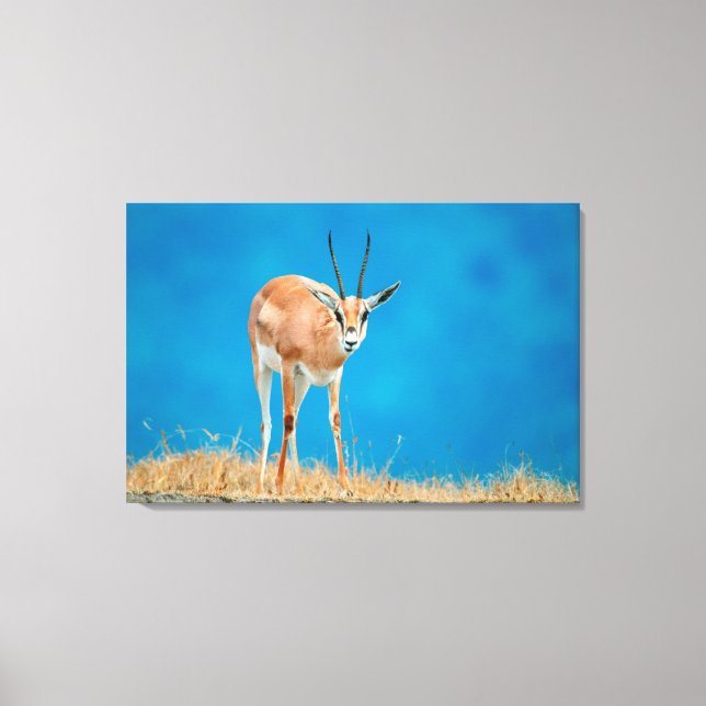 Grant's Gazelle (Gazella Granti) Ewe Portrait Canvas Print (Front)