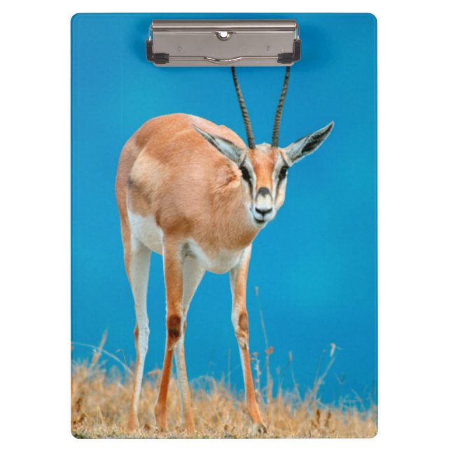 Grant's Gazelle (Gazella Granti) Ewe Portrait Clipboard (Front)