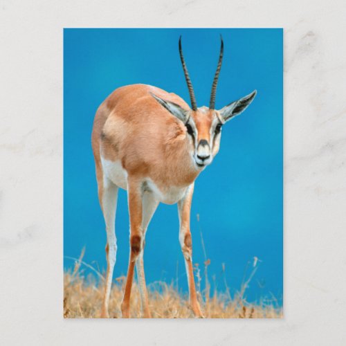 Grants Gazelle Gazella Granti Ewe Portrait Postcard