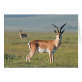 Grant's Gazelle, Ngorongoro Crater, Ngorongoro (Front Horizontal)