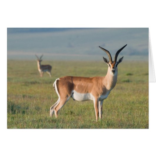 Grant's Gazelle, Ngorongoro Crater, Ngorongoro (Front Horizontal)