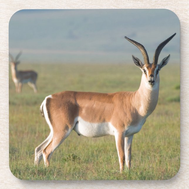 Grant's Gazelle, Ngorongoro Crater, Ngorongoro Beverage Coaster (Front)